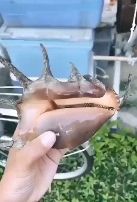 The eyes of a conch : r/interestingasfuck