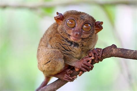 10 Small Animals With Big Eyes (Pictures & Fun Facts) - Pro Animal Guide