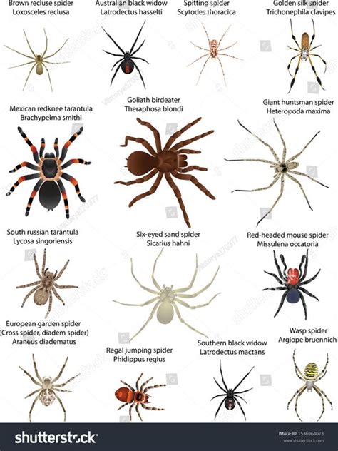 Collection Different Species Spiders Colour Image Stock Vector (Royalty ...