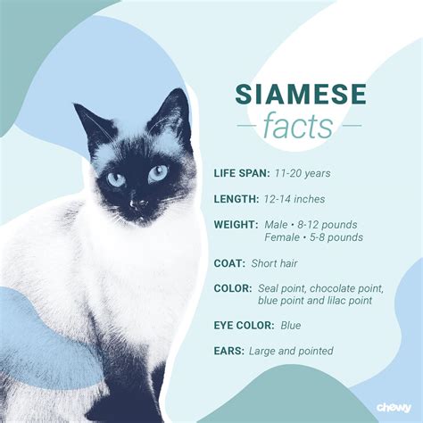 Siamese Cat Personality Change