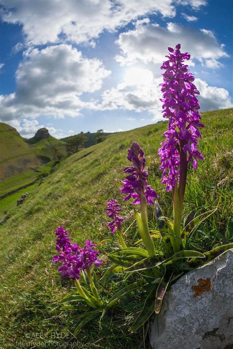 Early Purple Orchids {Orchis mascula} | Alex Hyde | Purple orchids, British wild flowers, Flowers uk