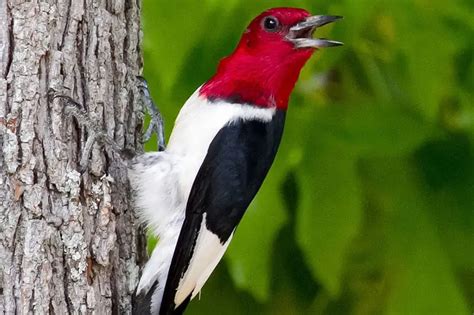 8 Amazing Woodpeckers in Michigan (Pictures) - Bird Feeder Hub