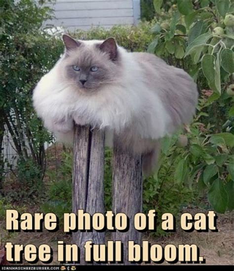 funny cat tree - Dump A Day