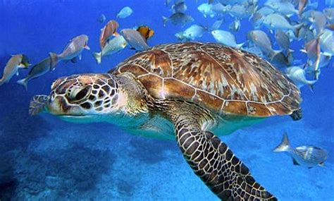 Blue Lagoon Snorkeling Site