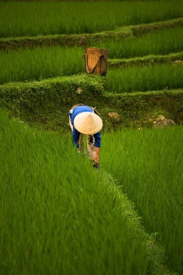 Rice field, Vietnam - Photos by Canva