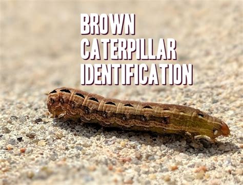 Brown Caterpillar Identification Guide With Photos - Owlcation