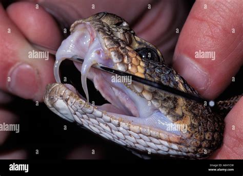 Western Diamondback Rattlesnake Crotalus atrox showing hinged fangs Stock Photo - Alamy