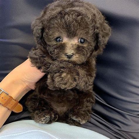 Poodle, Cute Teacup Poodle puppies for sale, Dogs, for Sale, Price