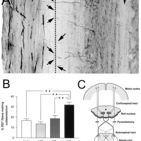 Food pellet-reaching task. ( A ) Rat grasping small food pellets... | Download Scientific Diagram