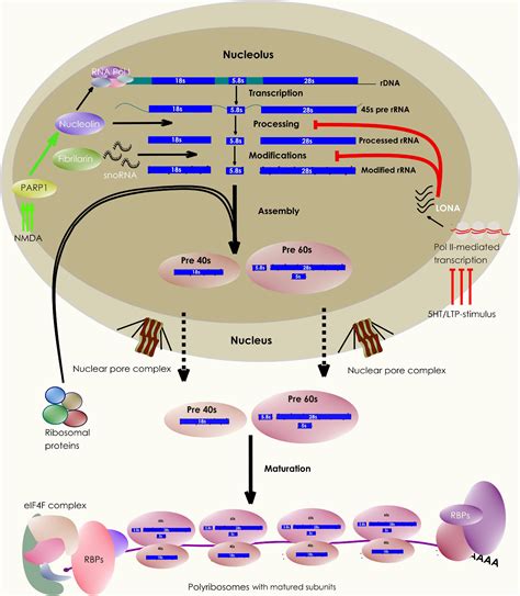 Frontiers | A Ribosomal Perspective on Neuronal Local Protein Synthesis