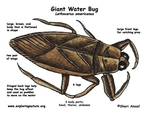 Water Bug Identification at Vanessa Felice blog