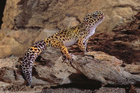 In the Wild: Leopard Gecko Natural Habitat