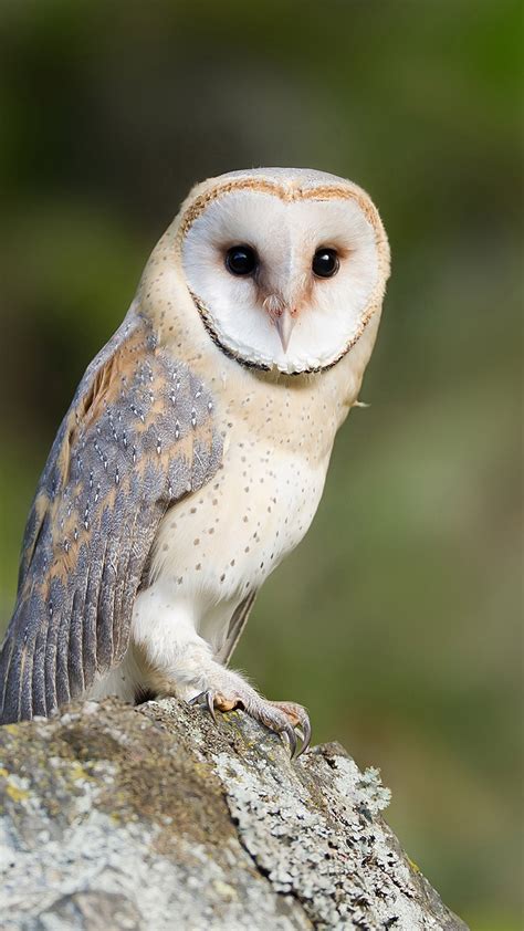 Barn Owl - Zoo Ecomuseum