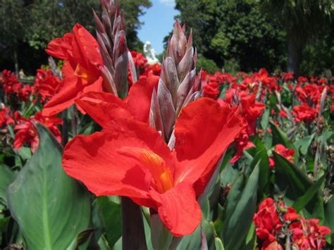 Grow And Care For Canna Lilies In The Garden | Gardening Know How