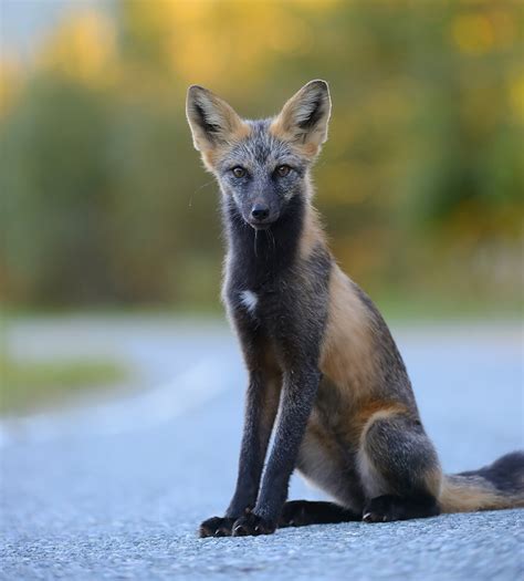 7 Types Of Foxes That Show How Mystical And Beautiful Animals This Species Really Is. #1 Just ...