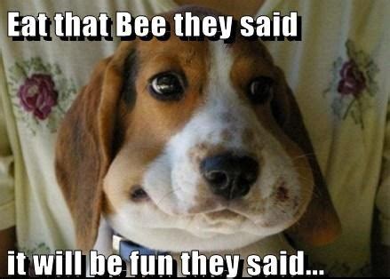 Dog eating bee