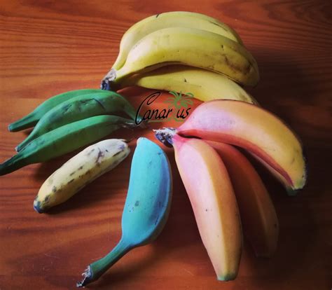 A Rainbow of Bananas in 2021 | Banana, How to grow bananas, Musa banana