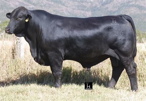 Brangus bull sets 2014 season-high price at $110,000 - Beef Central