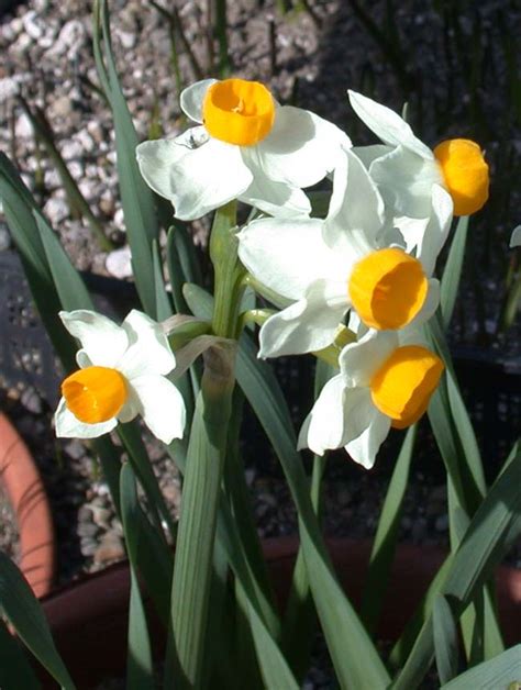 Narcissus tazetta | North American Rock Garden Society