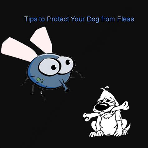 Tips to Protect Your Dog from Fleas