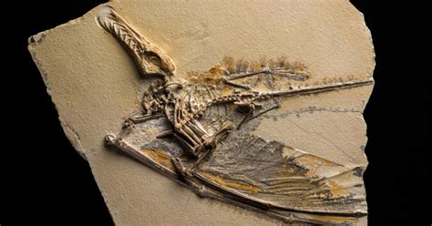 Why Are Pterosaur Fossils So Rare? (Video) | AMNH