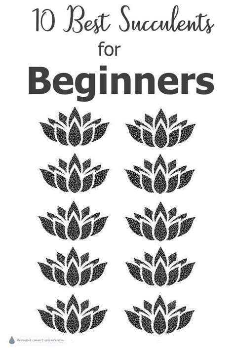 10 Best Succulents for Beginners - Smart Plants | Succulents, Succulent gardening, Planting ...