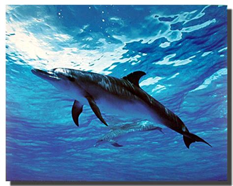 Bottlenose Dolphin Poster | Animal Posters