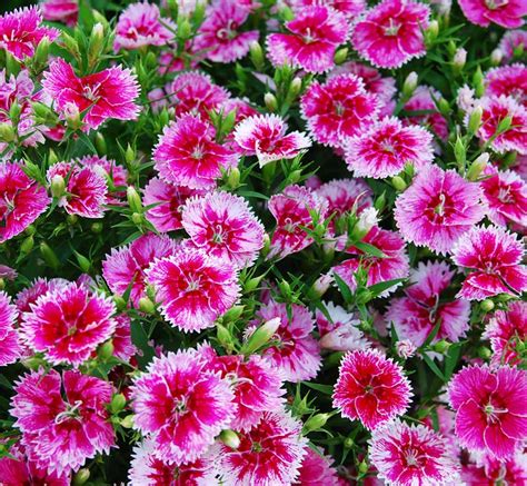 10 Stunning Pink Annual Flowers For Your Garden - Garden Lovers Club