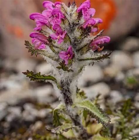 Adaptations of Tundra Plants: Thriving in the Arctic - Nature Roamer