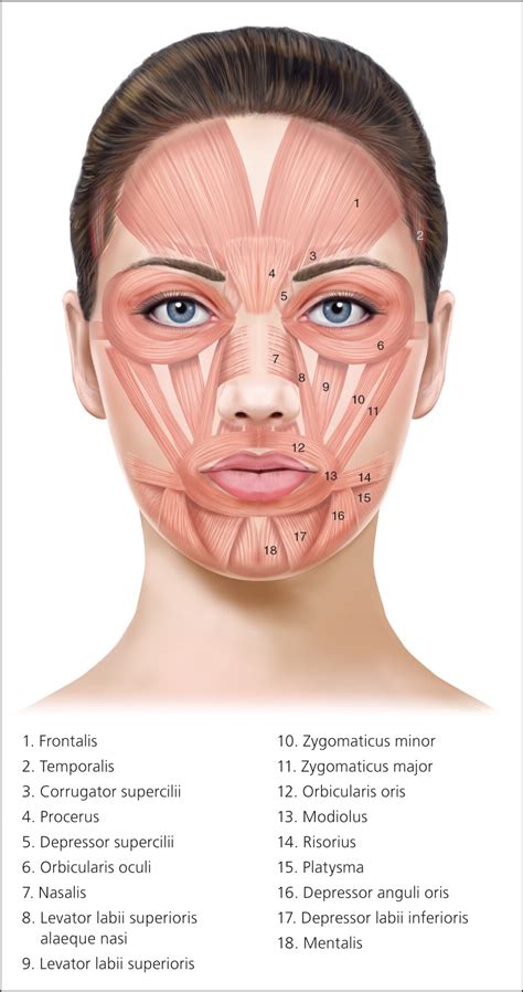 Botox Injection Sites