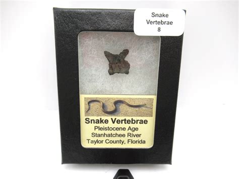 Ice Age Florida Snake Vertebrae #8 | Fossils for Sale