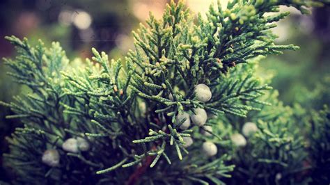 Wallpaper juniper, bush, berries, branches hd, picture, image