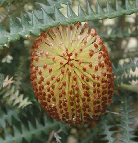 5 Banksia Dryandroides Seeds Dryandra Leaved Banksia Seeds - Etsy