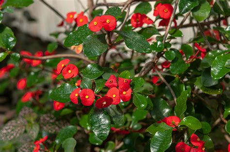 How to Grow Crown of Thorns Plant