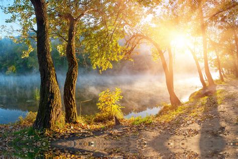 leaves, Landscape, Beautiful, Nature, Sunbeams, Sunlight, Autumn, Trees, Fog, Mist, Sunrise ...