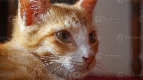 an orange cat sleeping and playing in a natural house 7047038 Stock Photo at Vecteezy