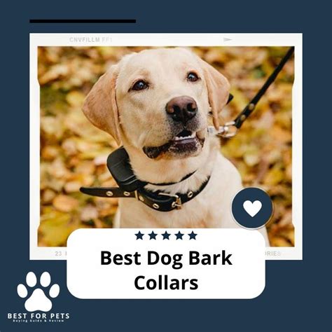 The 8 Best Dog Bark Collars in 2024 - BestForPets.org