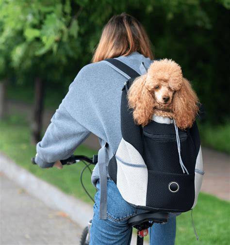 The Ultimate Guide To Choosing The Perfect Dog Carrier Backpack