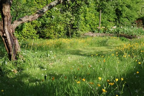 How to create a wildflower meadow in your garden | The Tea Break Gardener