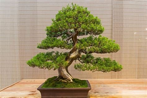 Juniper Bonsai Tree: Types, How To Grow and Care | Florgeous