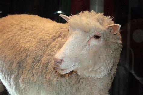 Dolly (sheep) - Wikipedia