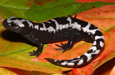 Wild South » Marbled Salamander (Ambystoma opacum)