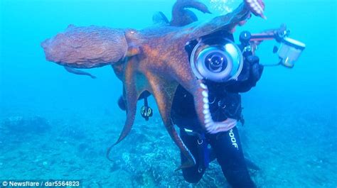 Giant Octopus Attacks Diver