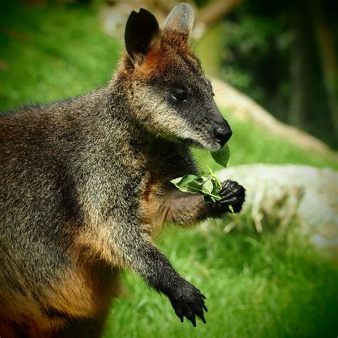 black and brown kangaroo free image | Peakpx