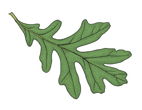 Draw An Oak Leaf