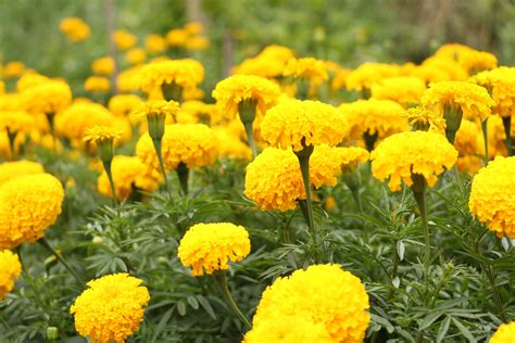 The Common Marigold, and Why It's Such A Wonderful Plant Ally - Garden and Happy