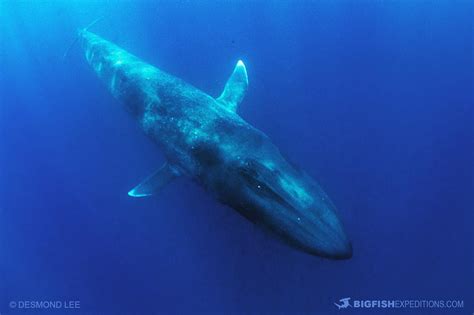 Blue Whale Free Diving in Timor. Swimming with blue whales.