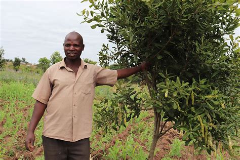 Macadamia Farmers Leaping Fruits of Hard Work | Agriculture | Our Blog