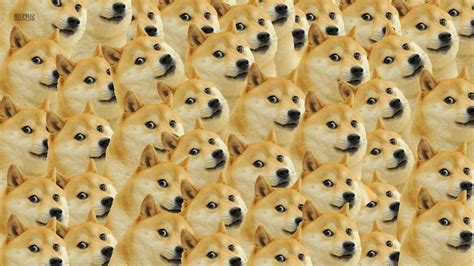 doge face memes dog Wallpapers HD / Desktop and Mobile Backgrounds