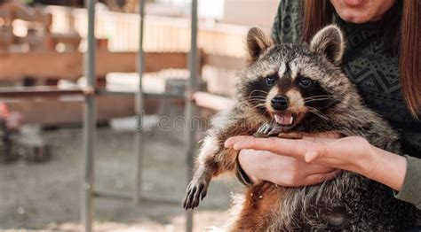 Dog holding raccoon stock image. Image of caught, hunting - 221321039